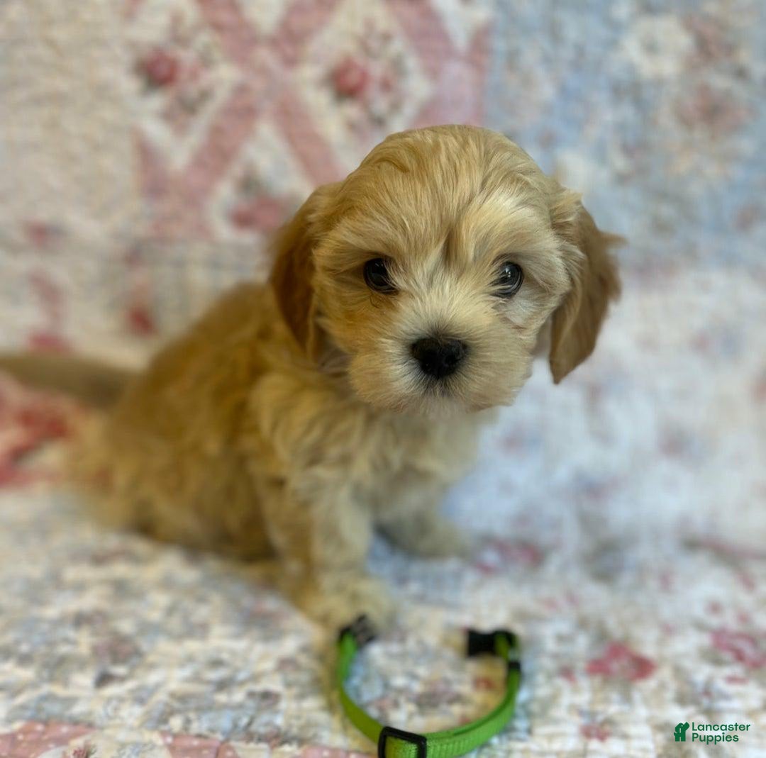 Maltipoo dogs for sale: Sofia - Image 4