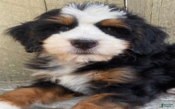 Mini Bernedoodle dogs for sale: ❤️ Boston Ma ❤️ Mini Bernedoodle - Image 14