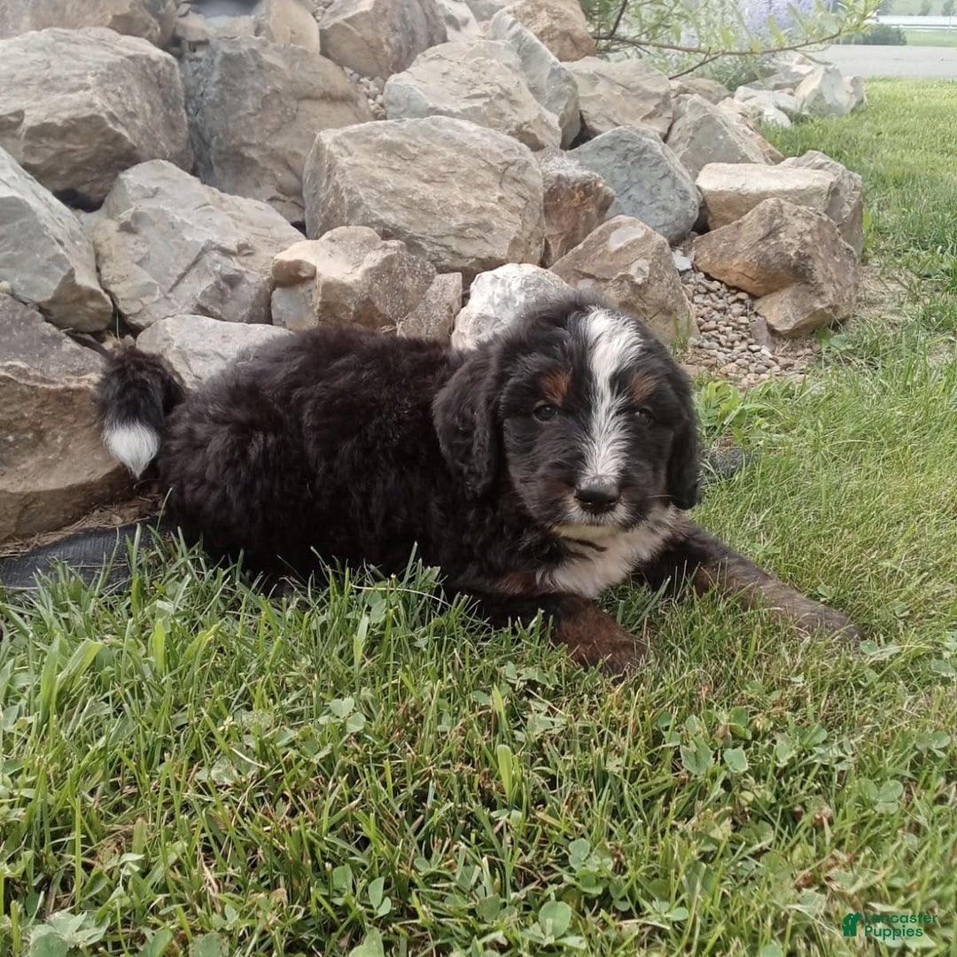 Bernedoodle dogs for sale: Archer - Image 9