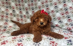 Mini Goldendoodle dogs for sale: Rain - Image 1