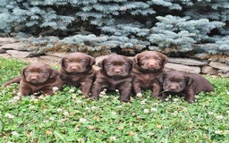 Labrador Retriever dogs for sale: Haley - Image 3
