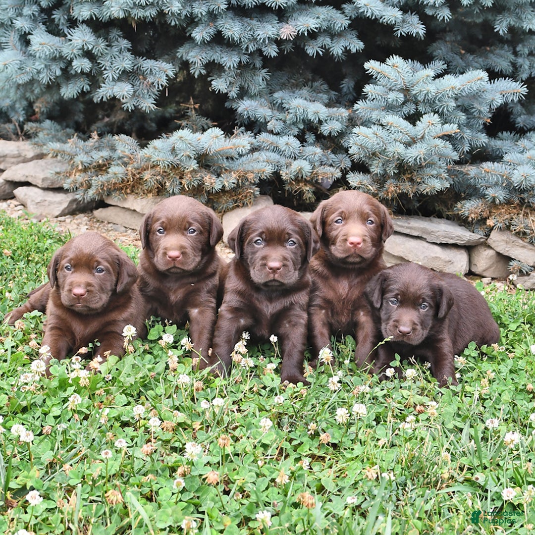 Labrador Retriever dogs for sale: Haley - Image 3