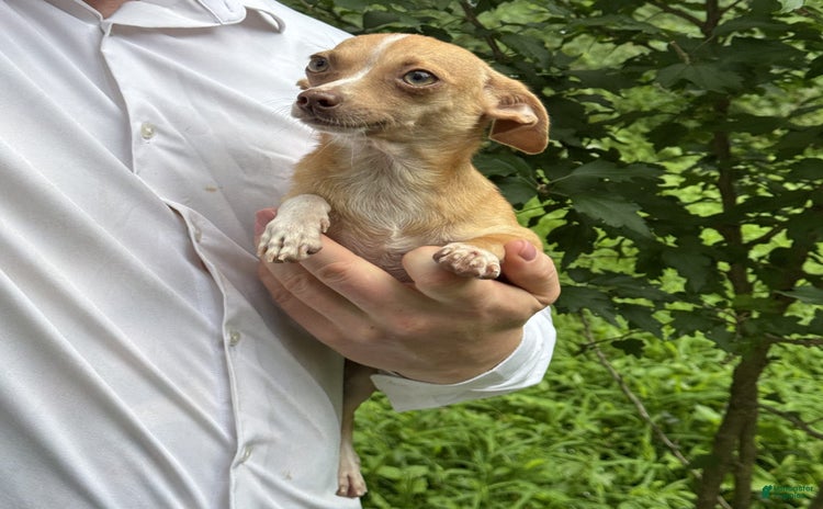 Chihuahua dogs for sale - Ad 5