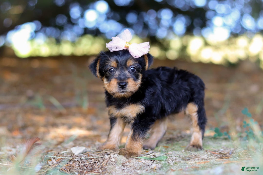 Yorkshire Terrier dogs for sale: Holly - Image 5