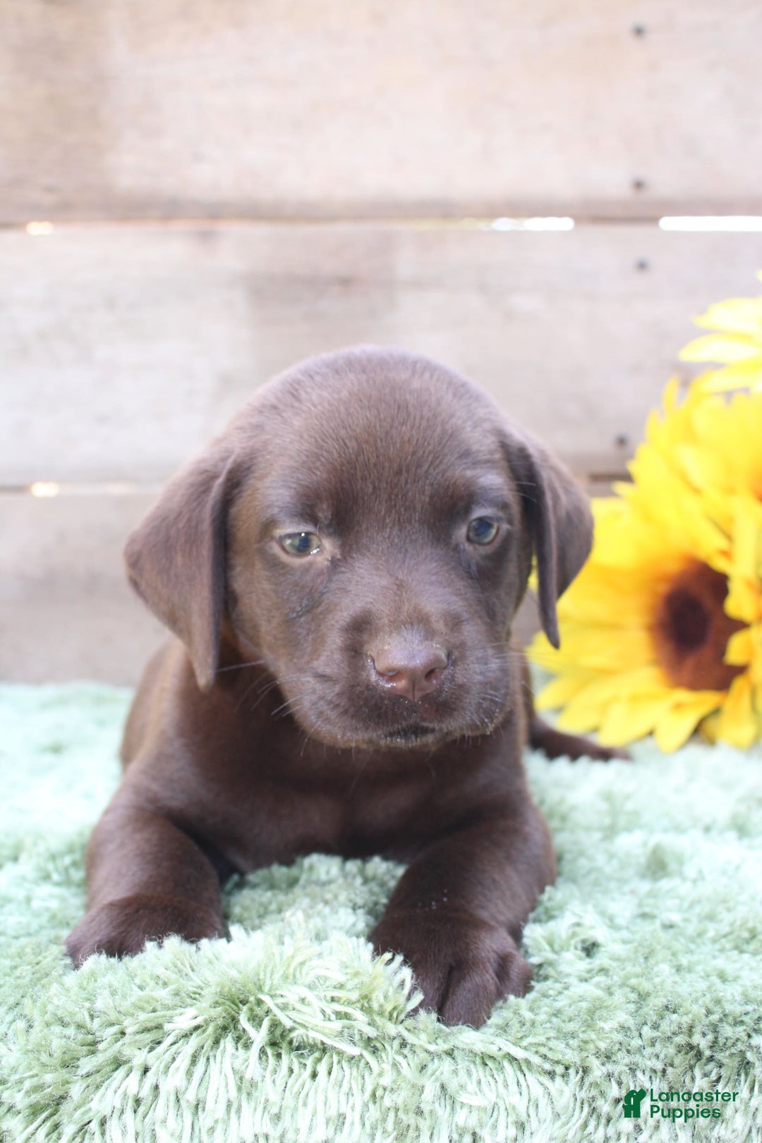 Labrador Retriever dogs for sale: Benny - Image 1