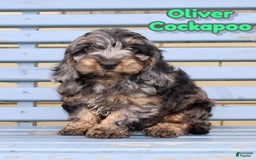 Cockapoo dogs for sale: Oliver - Image 1