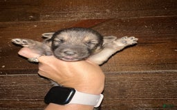 Gerberian Shepsky dogs for sale: Finnick - Image 1