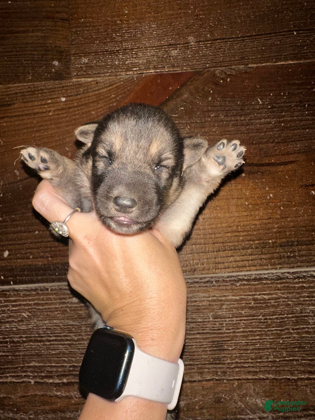 Gerberian Shepsky dogs for sale: Finnick - Image 1
