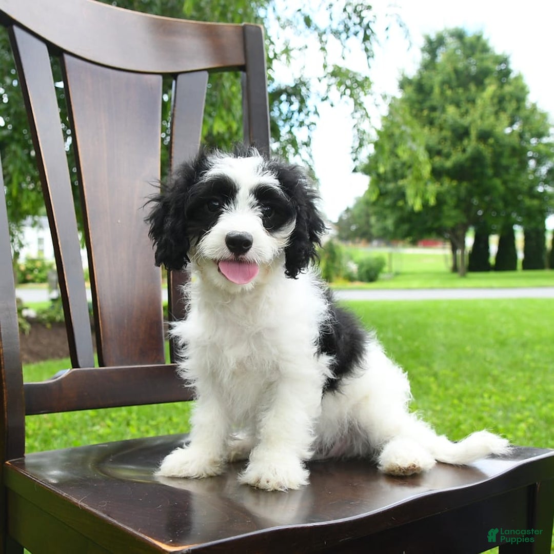 Cavapoo dogs for sale: Wren - Image 2