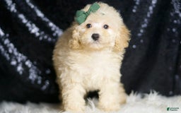 Miniature Poodle dogs for sale: Cecil - Image 4