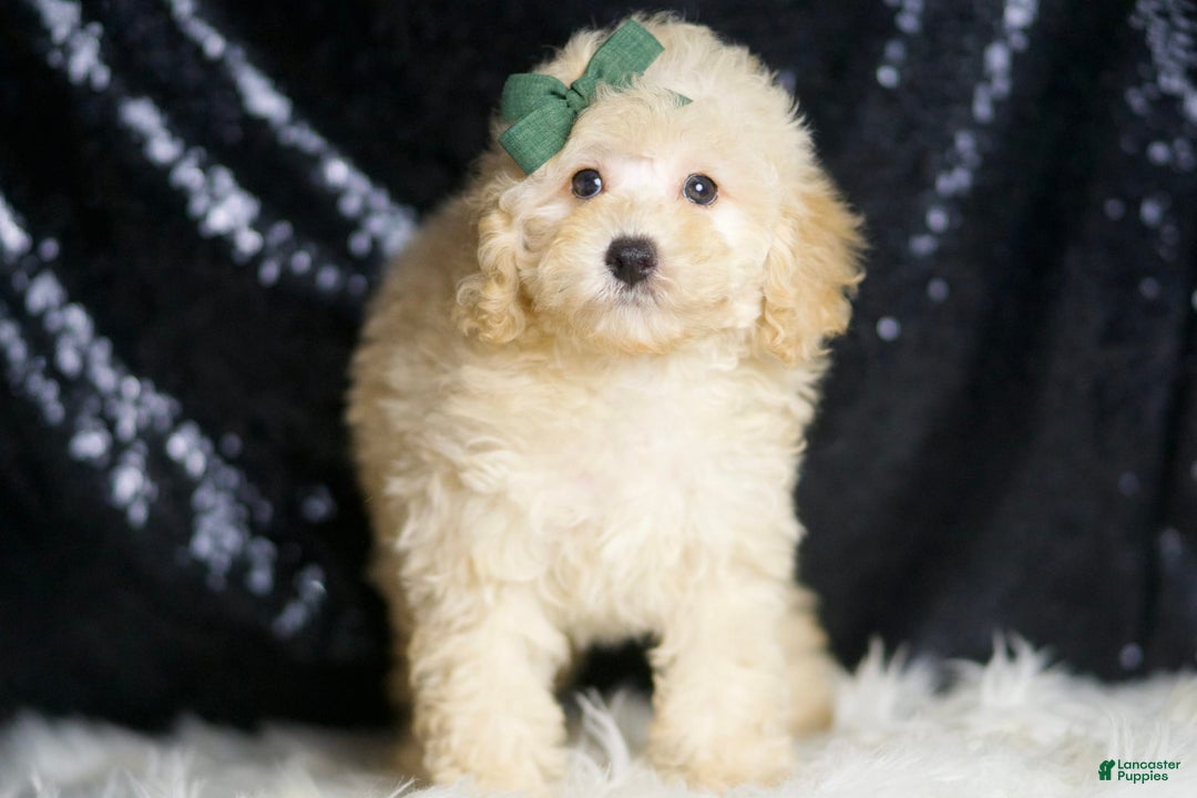 Miniature Poodle dogs for sale: Cecil - Image 4