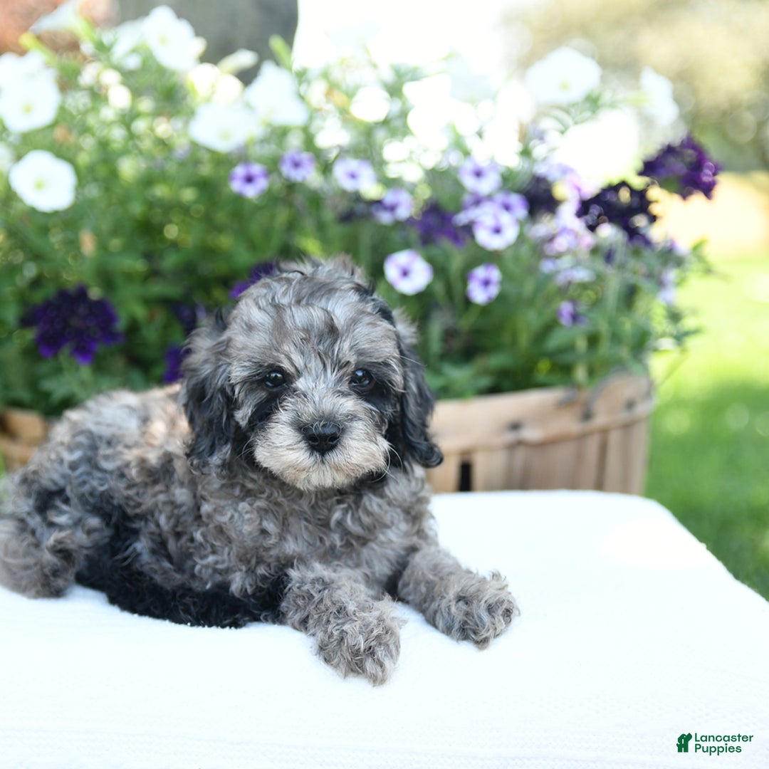 Cavapoo dogs for sale: Oreo - Image 1