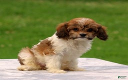 Cavachon dogs for sale: Abbey - Image 3