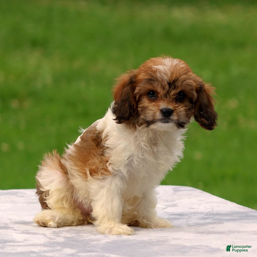 Cavachon dogs for sale: Abbey - Image 3