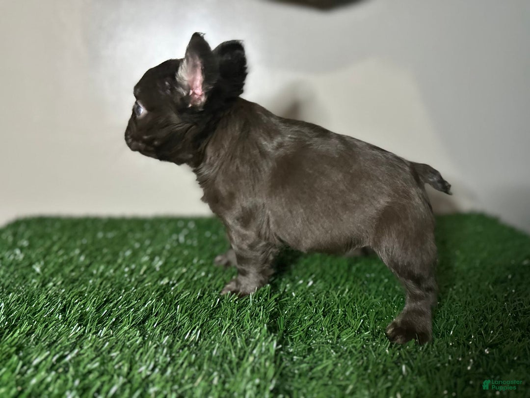 French Bulldog dogs for sale: Chocobelle - Image 2