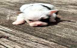 Yorkshire Terrier dogs for sale: Daniel - Image 1