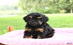 Miniature Poodle dogs for sale: Ellie - Image 1
