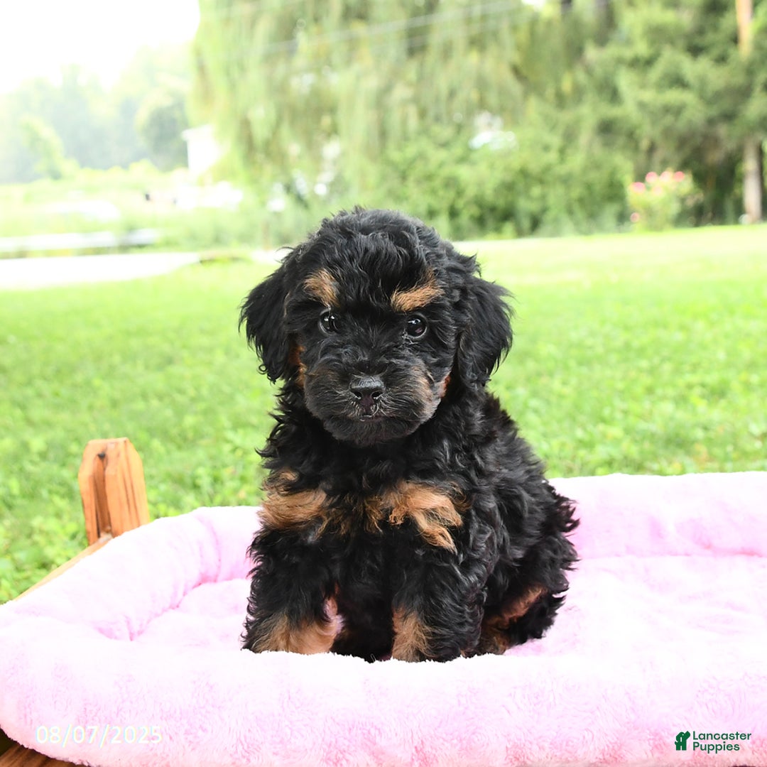 Miniature Poodle dogs for sale: Ellie - Image 1