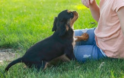 Cavalier King Charles Spaniel dogs for sale: Pluto - Image 3