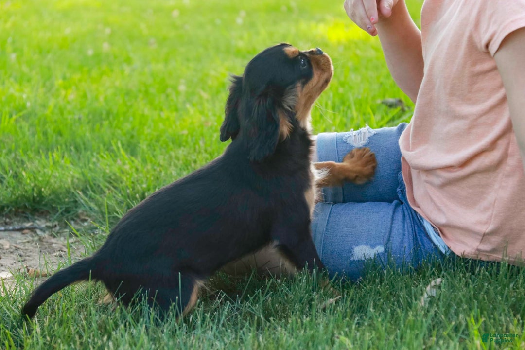 Cavalier King Charles Spaniel dogs for sale: Pluto - Image 3