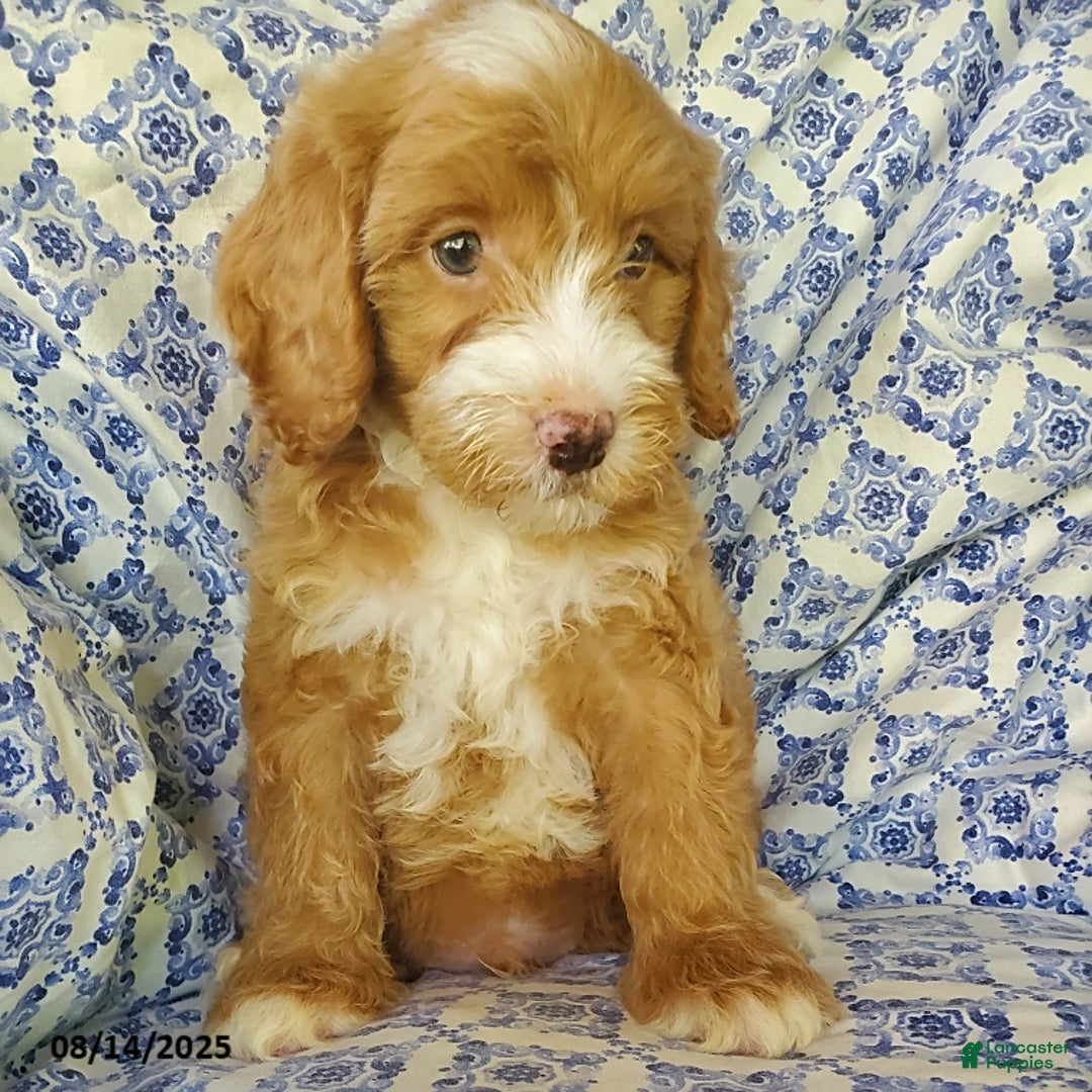 Mini Goldendoodle dogs for sale: Roscoe - Image 3