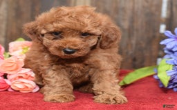 Miniature Poodle dogs for sale: Tessa - Image 5
