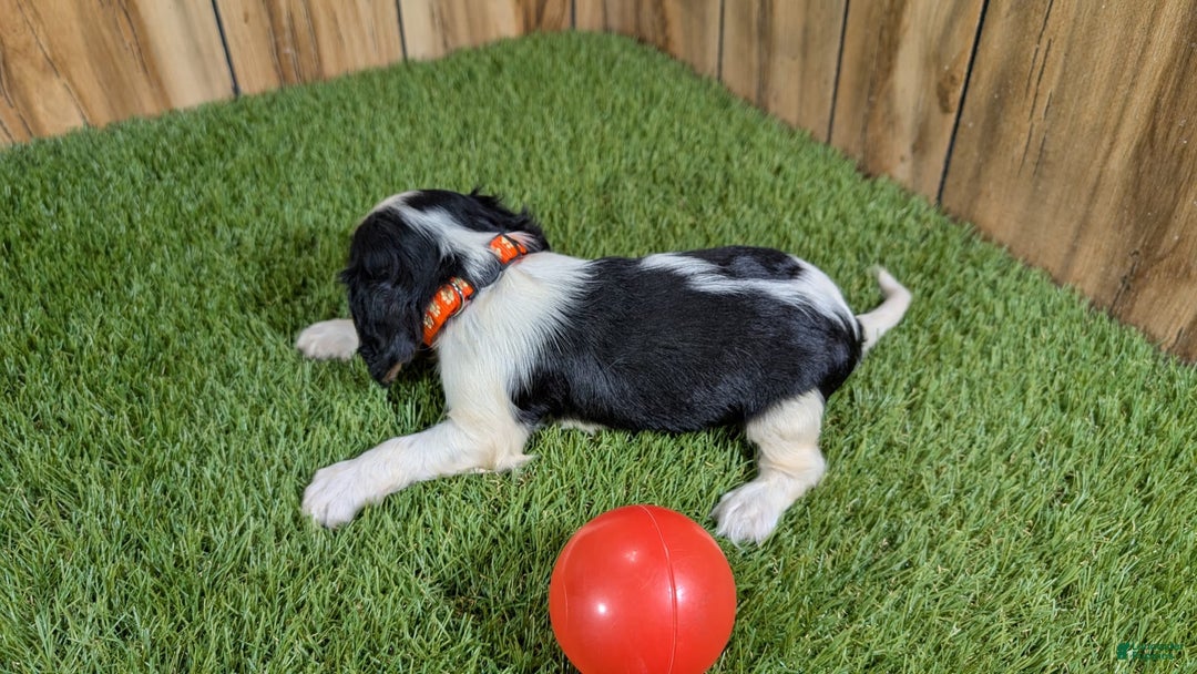 Cavalier King Charles Spaniel dogs for sale: Stardust Girl 2 - Image 2
