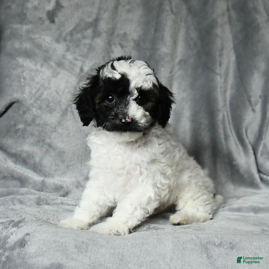 Toy Poodle dogs for sale: Checkers - Image 3