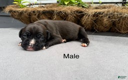 Boxer dogs for sale: Sealed Brindle - Image 6
