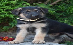 German Shepherd dogs for sale: Mike - Image 2
