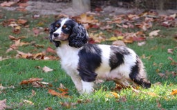 Cockapoo dogs for sale: Monty - Image 10