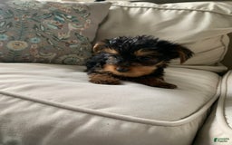Yorkshire Terrier dogs for sale: Cash - Image 4
