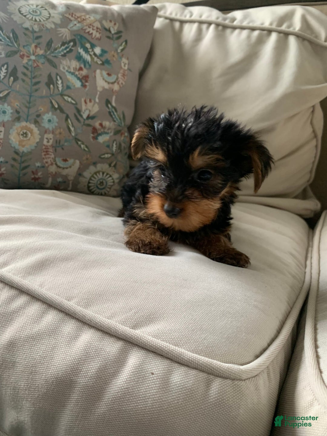 Yorkshire Terrier dogs for sale: Cash - Image 4