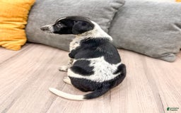 Dalmatian dogs for sale: Checkers - Image 2