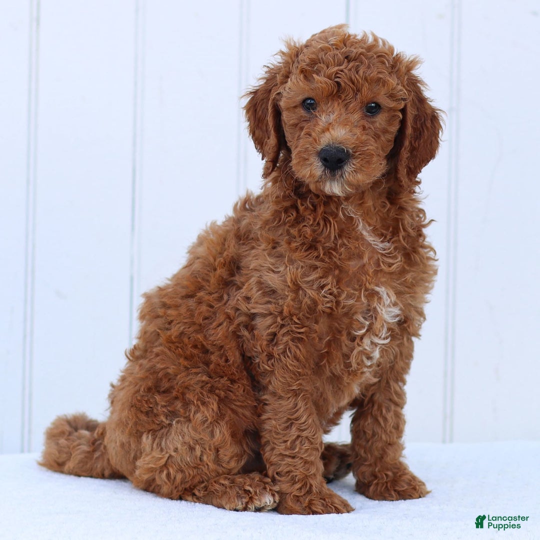 Standard Poodle dogs for sale: Ronnie - Image 10