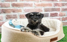 Miniature Schnauzer dogs for sale: Miniature Schnauzer 6 puppies - Image 12