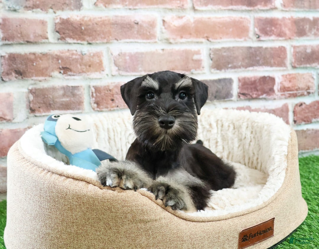 Miniature Schnauzer dogs for sale: Miniature Schnauzer 6 puppies - Image 12