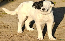 Border Collie dogs for sale: Divvy - Image 7
