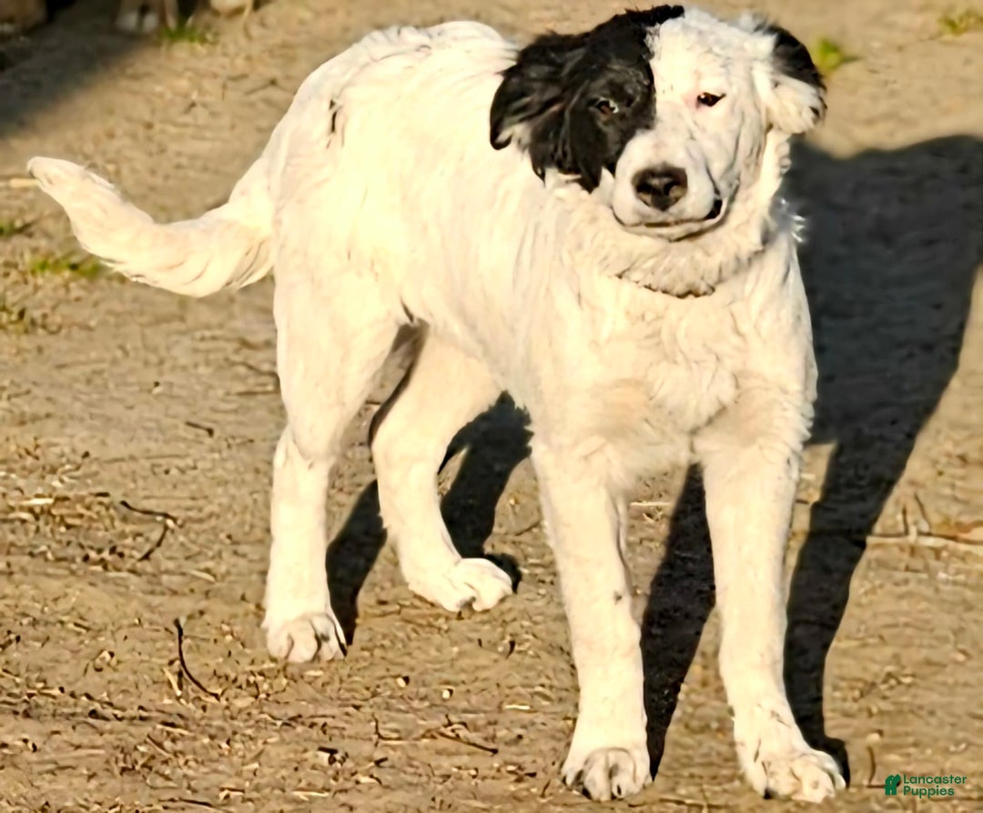 Border Collie dogs for sale: Divvy - Image 7