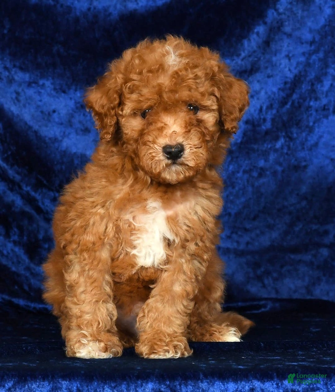 Mini Goldendoodle dogs for sale: Dawson - Image 4