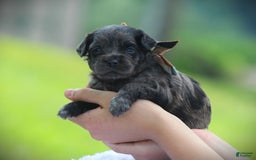 Cockapoo dogs for sale: Yukon - Image 1