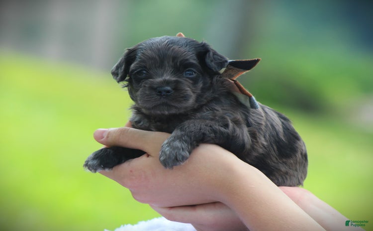 Cockapoo dogs for sale - Ad 5