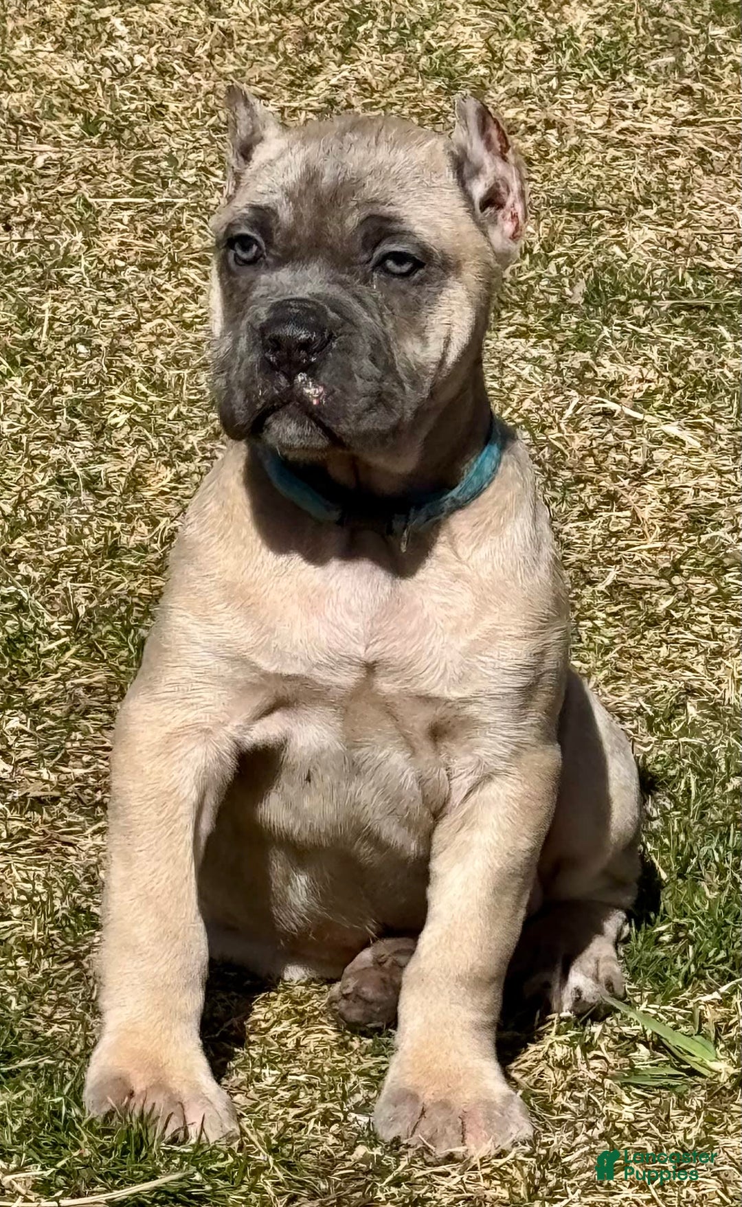 Cane Corso dogs for sale: Georgia - Image 21