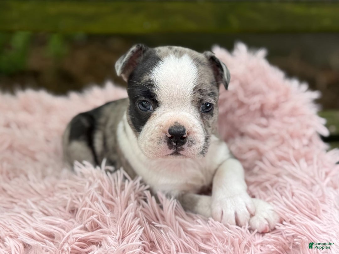 Frenchton dogs for sale: Jaida - Image 6
