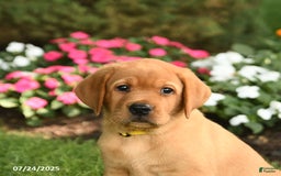 Labrador Retriever dogs for sale: Scout - Image 5