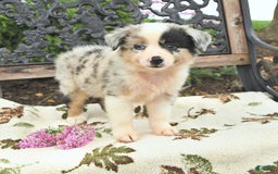 Miniature Australian Shepherd dogs for sale: Rusty - Image 2