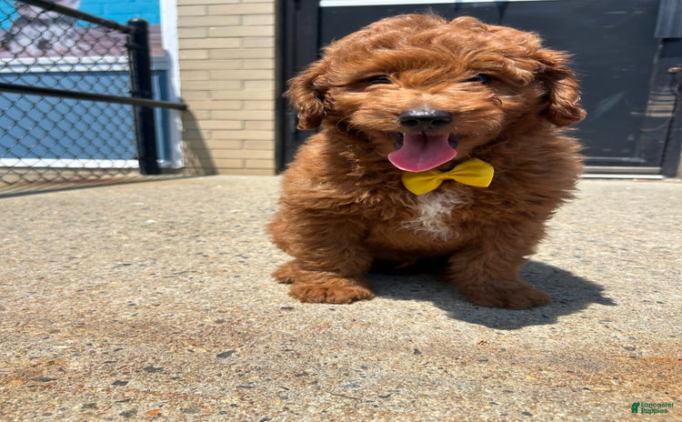 Mini Goldendoodle dogs - Advert 3