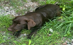 Labrador Retriever dogs for sale: Sadie - Image 4