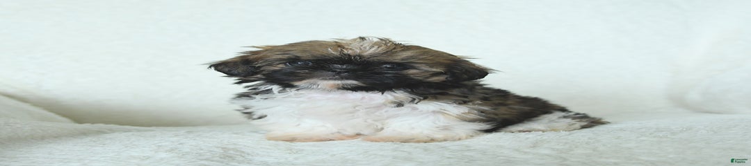 Avalon