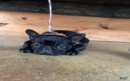 French Bulldog dogs for sale: Yang - Image 13